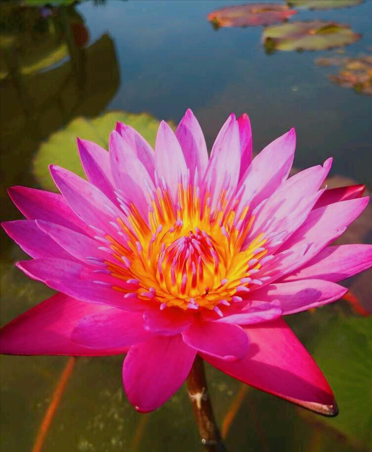 一花一惊艳，爱在夏花中，荷花别样红，莲叶无穷碧，弄花香满衣