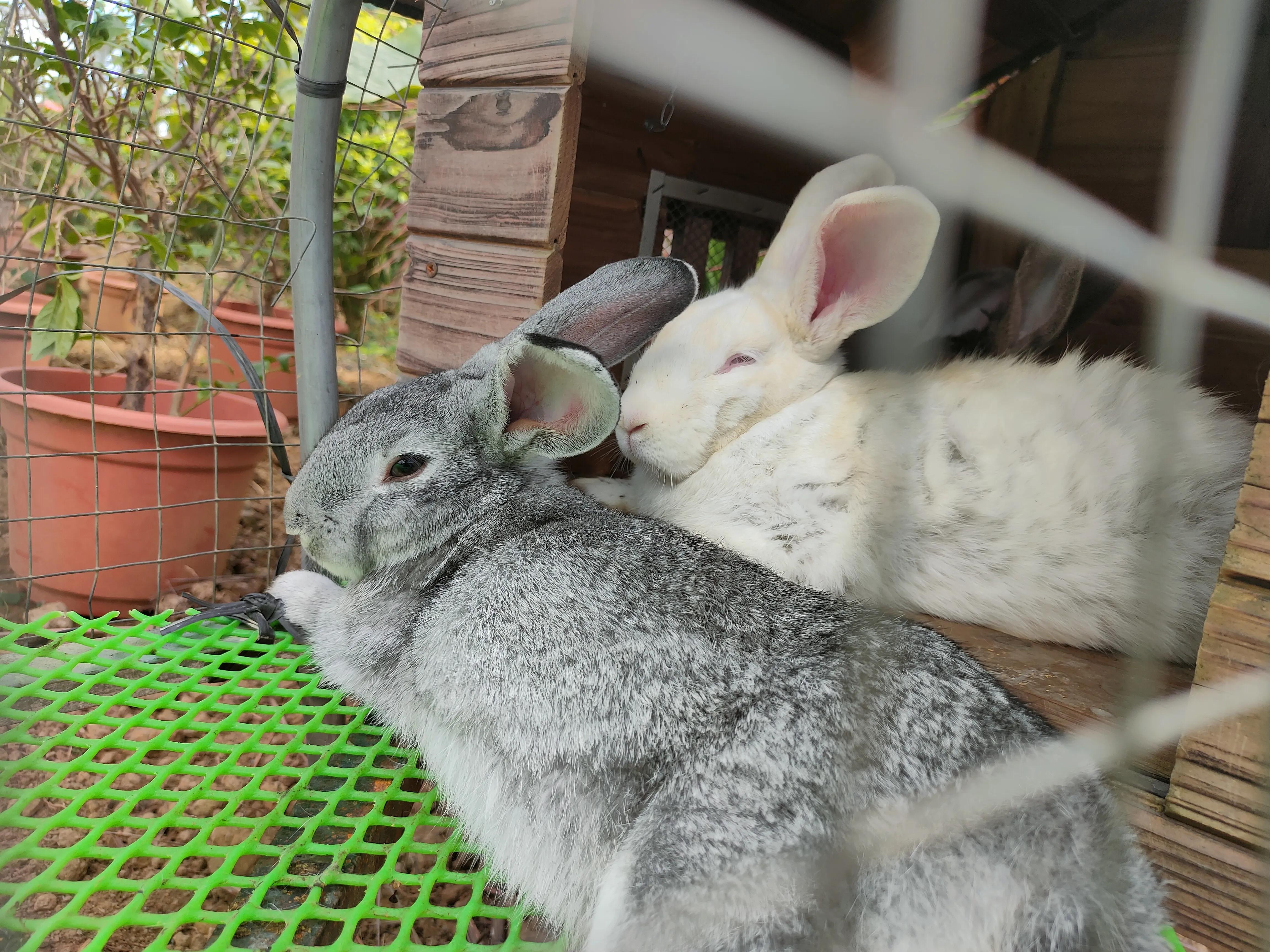 大鹿岛有什么好玩的吗值得去吗,广东英德仙鹿岛要门票吗