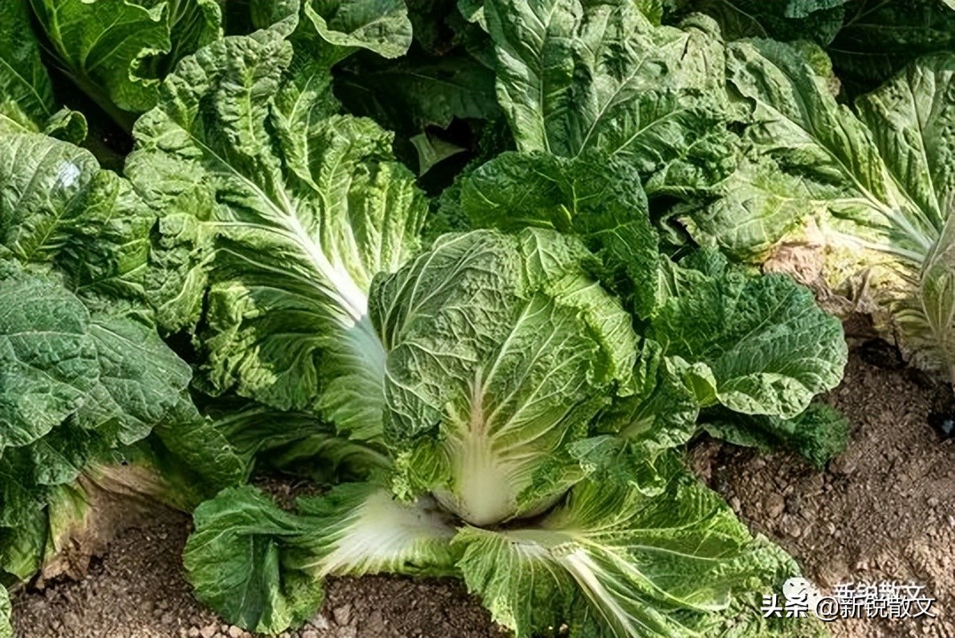 在甘肃皋兰，那个时代的野菜，某种意义上是奢侈品