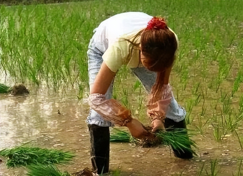 生态农业发展的现状及前景,生态农业发展的现状及前景例子