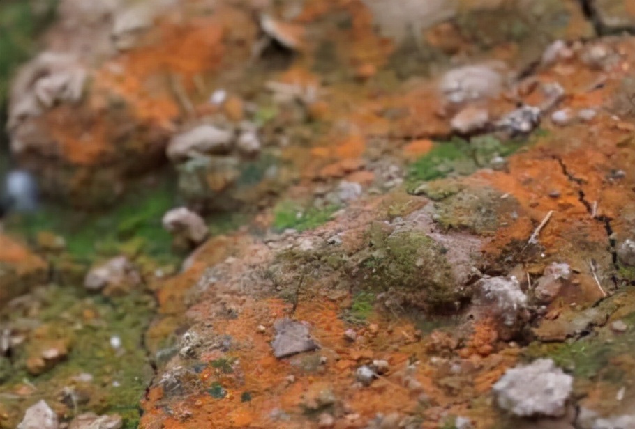 温室大棚有绿苔怎么解决,蔬菜大棚长青苔用什么药