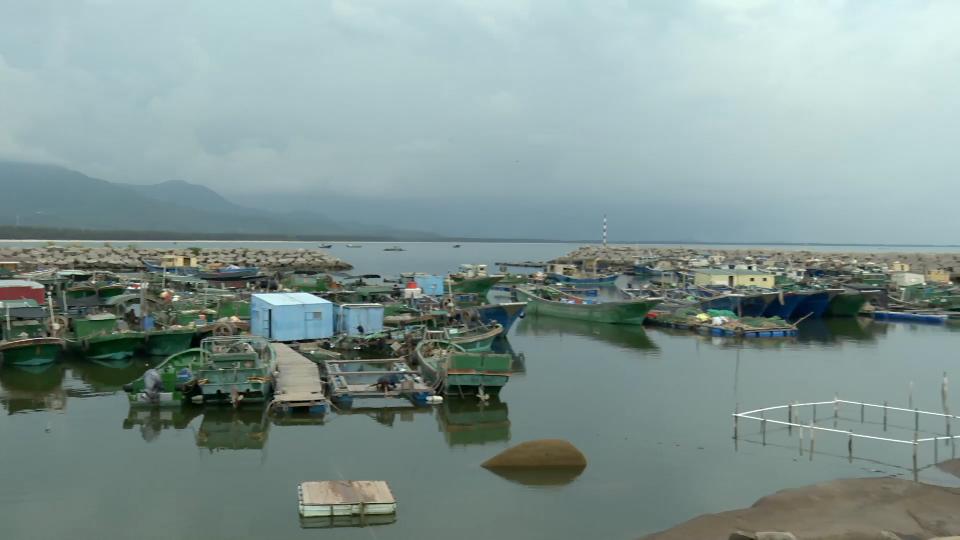 香港海域突现百万鲳鱼，背后原因令人唏嘘