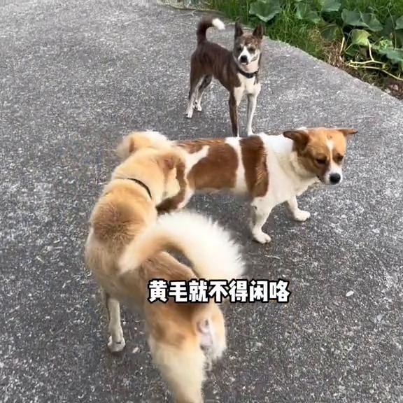 平静的小山村因为汤圆的大姨妈变得躁动……#狗狗大姨妈