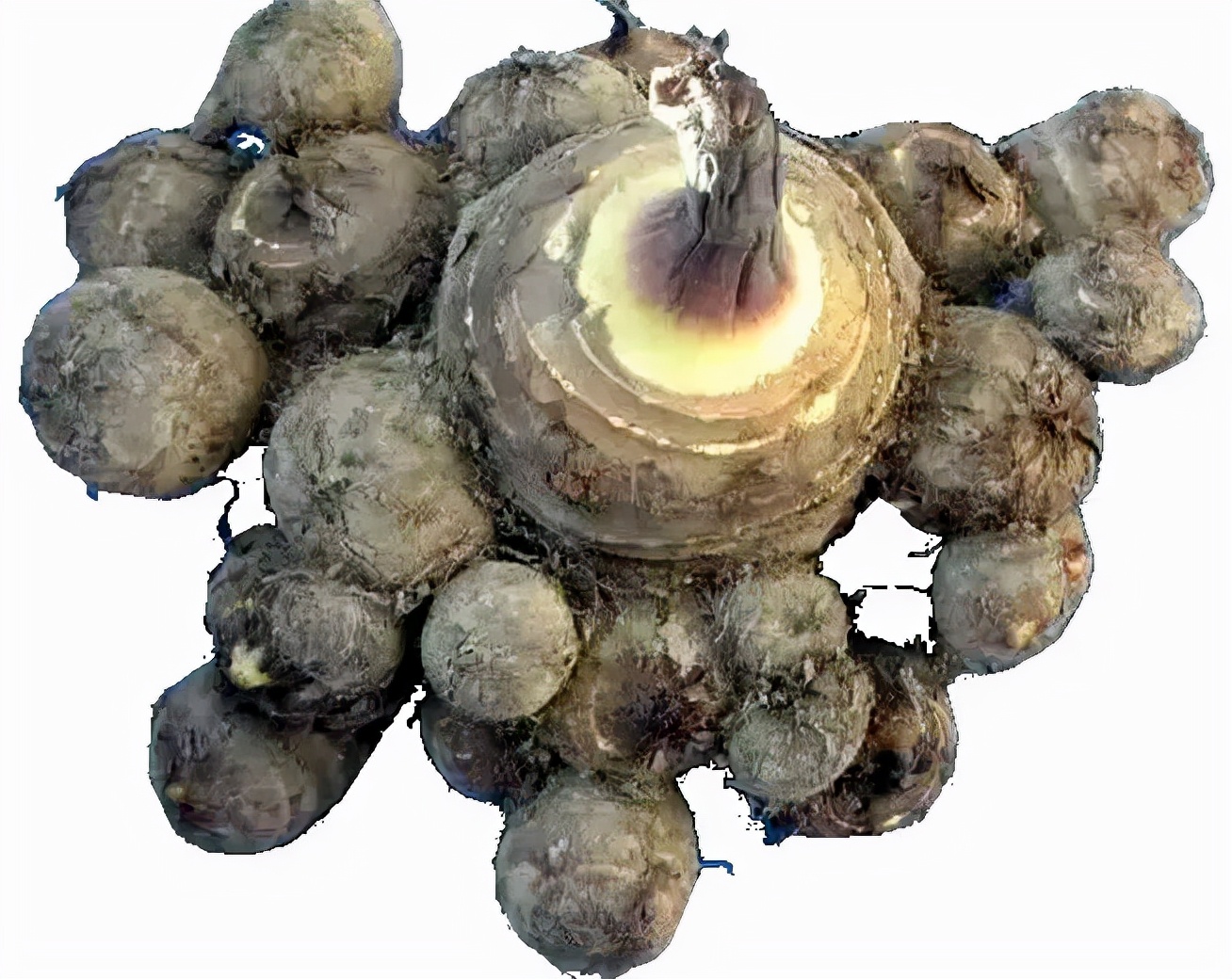 山东美味大芋头,红河美味芋头