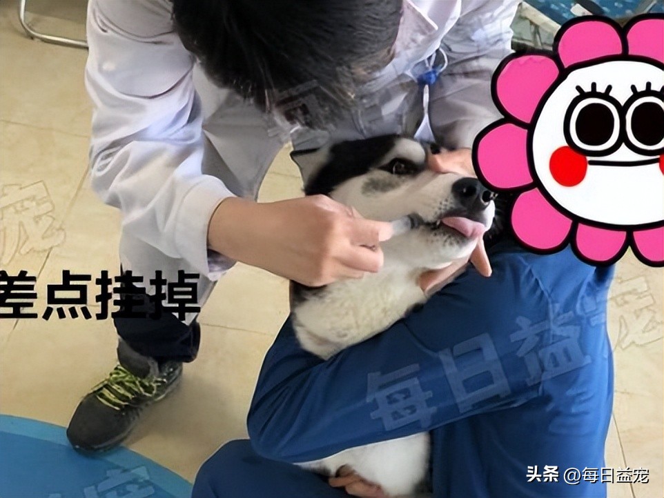 二哈趴在楼上对着主人的饭流口水,二哈在楼上对着主人的饭流口水