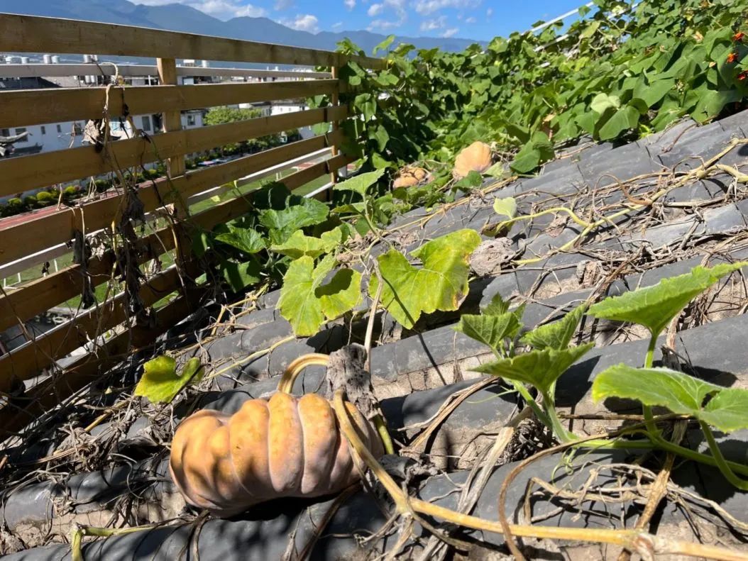 食物故事纪录片,食物故事大全完整版