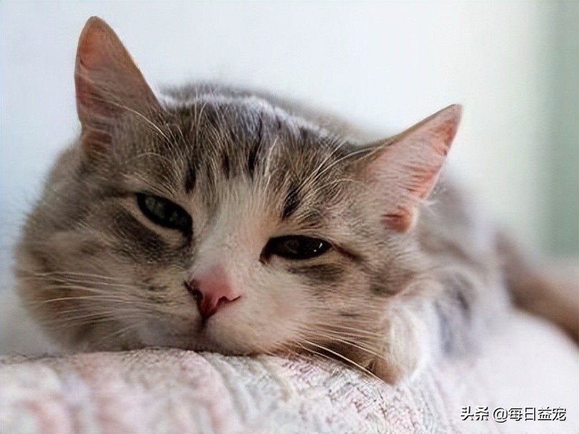 猫咪感冒呼吸声音很大是正常的吗,猫咪感冒了打喷嚏流鼻涕吃什么药