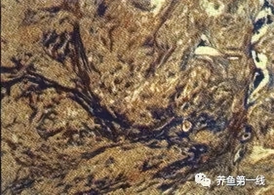 水生生物大盘点,水生生物多图排版