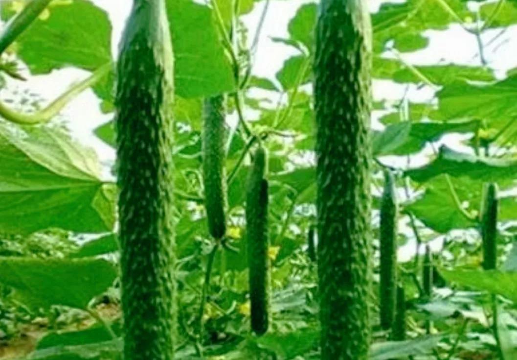 吃什么减脂增肌肉,减脂吃什么主食