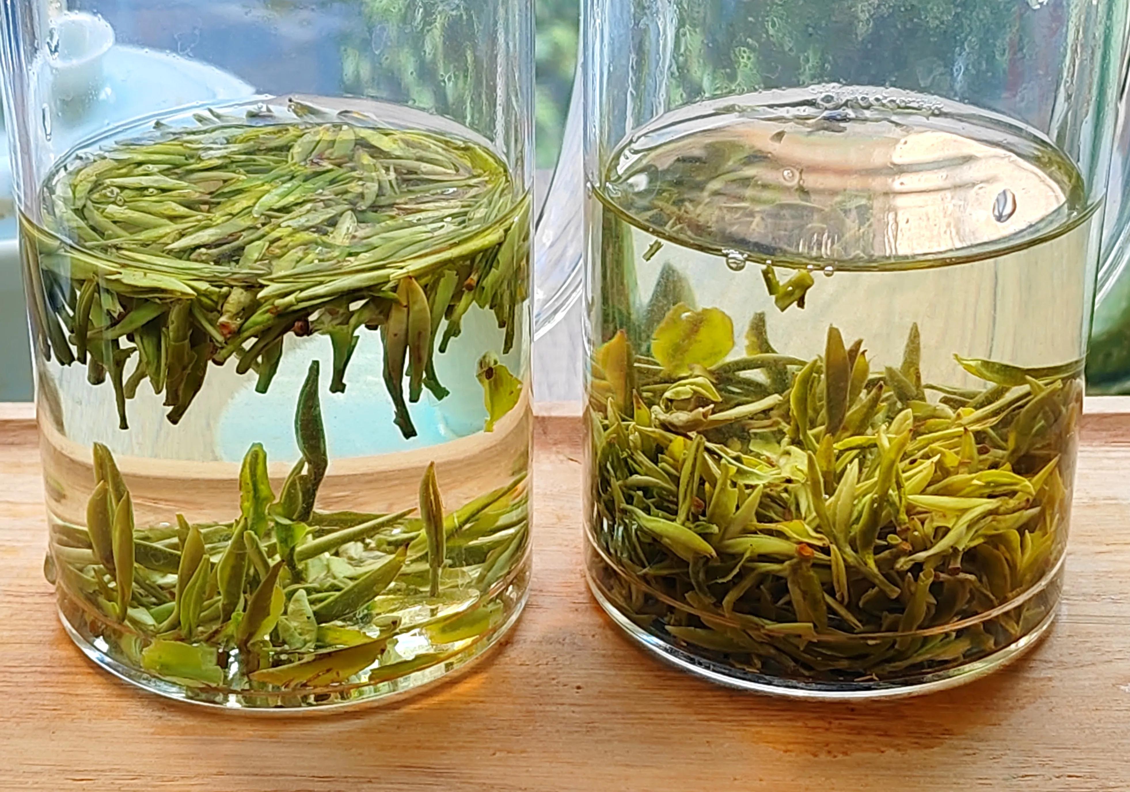 四川茶vs安徽茶,四川正宗天府龙芽茶