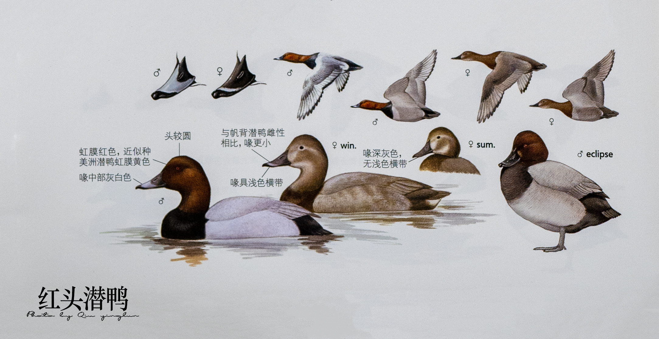 涓滄睙鎻借儨,涓滄睙鎻借儨楦熺被