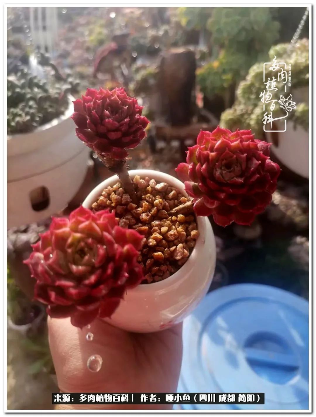 看世间繁华品一生,看世间繁华品人生美味