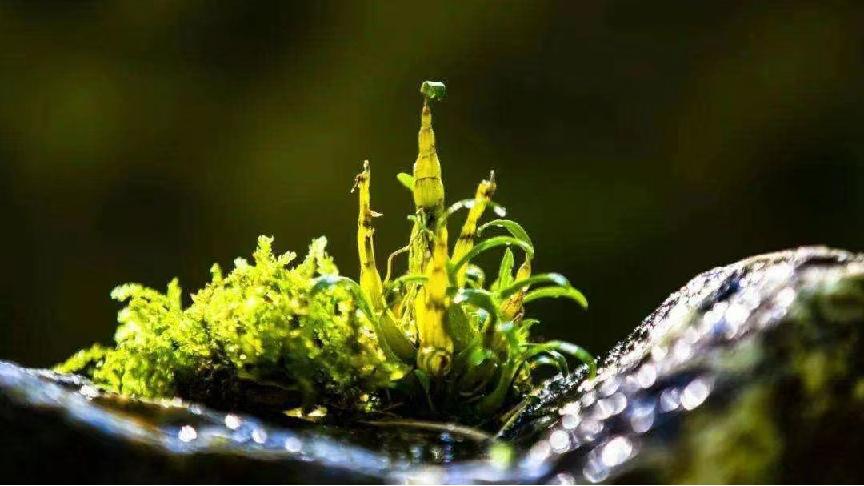 野生鲜石斛多少一克,一般野生石斛干品多少一克