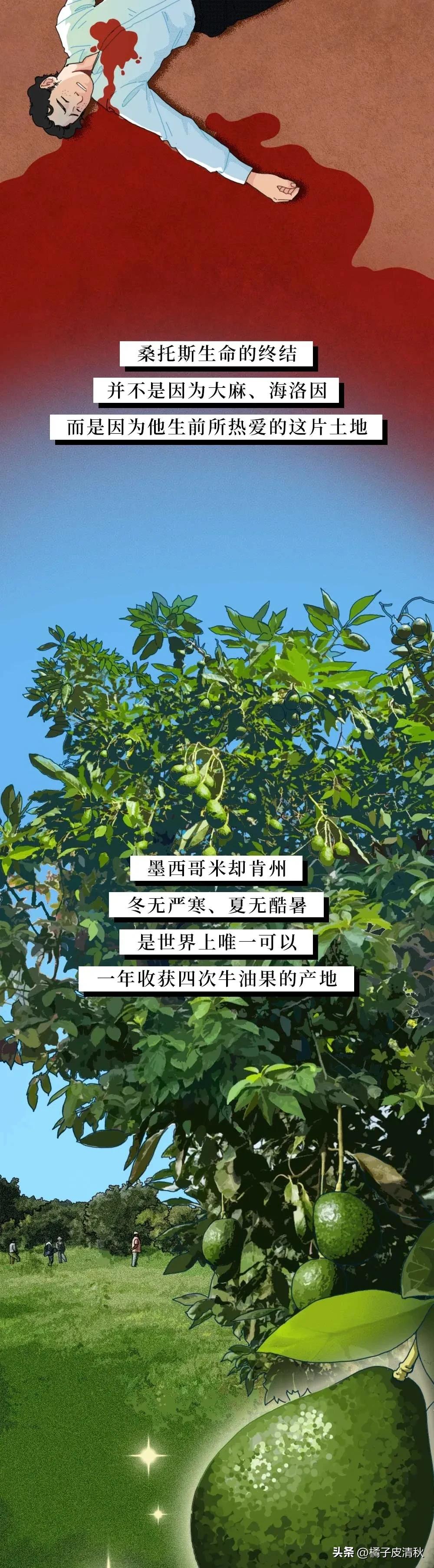 墨西哥进口牛油果,墨西哥牛油果云南