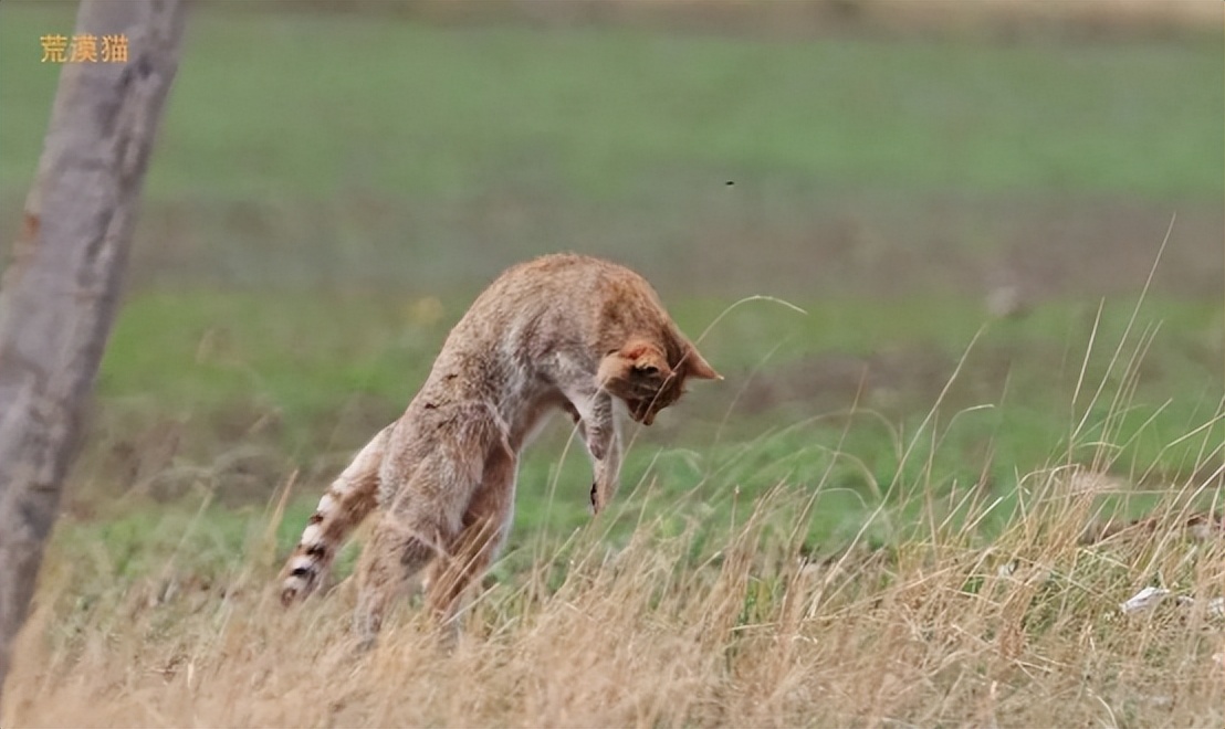 青海荒漠猫咬死100多只鸡,野生豹猫在山西咬死60余只鸡