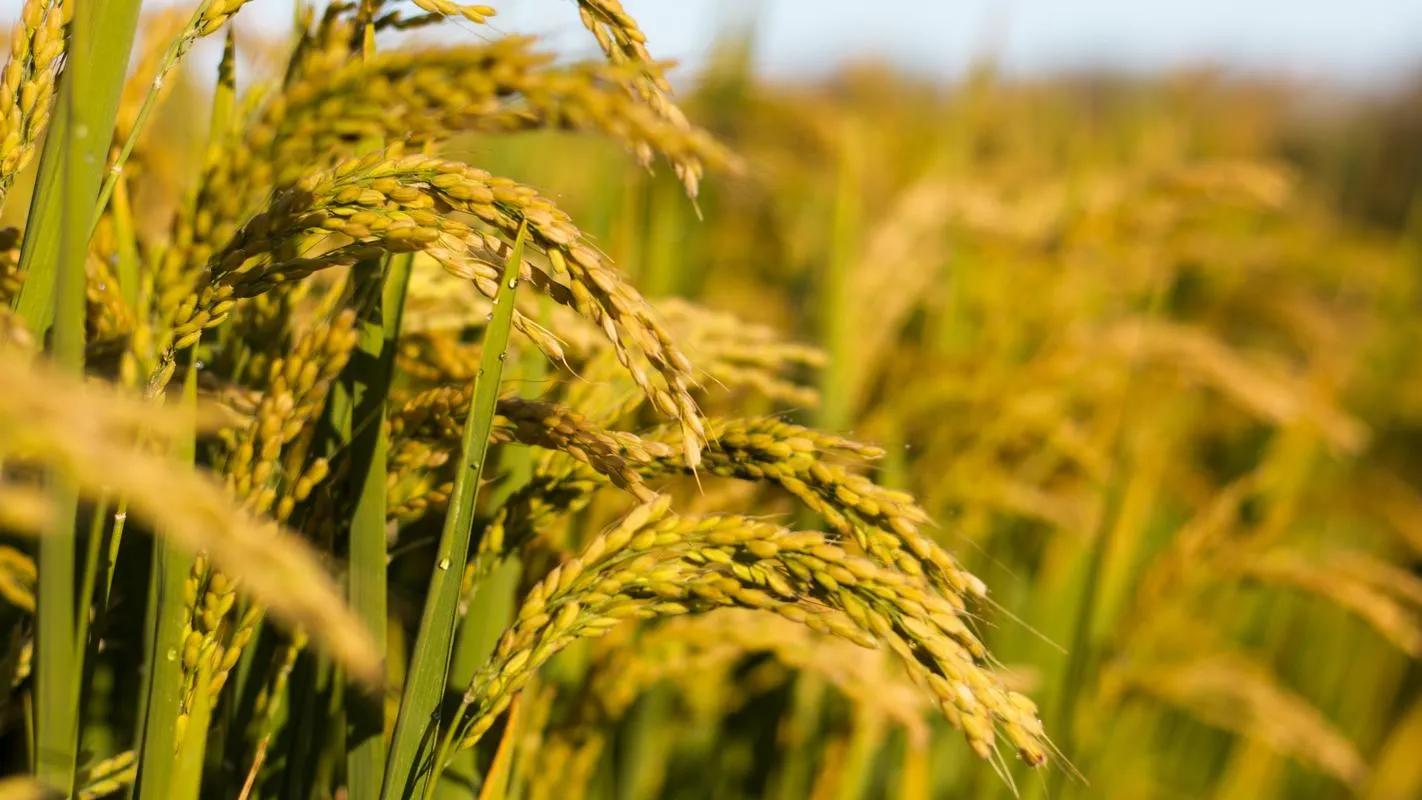 为啥超市里没有杂交水稻卖,为什么超市买不到米酒