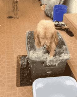 经常吃这些,让狗狗毛发获得“新生”,铲屎的还不赶紧喂!