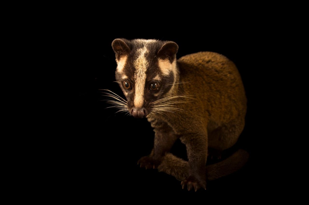 老农发现新物种,江西老农抓到神兽六不像