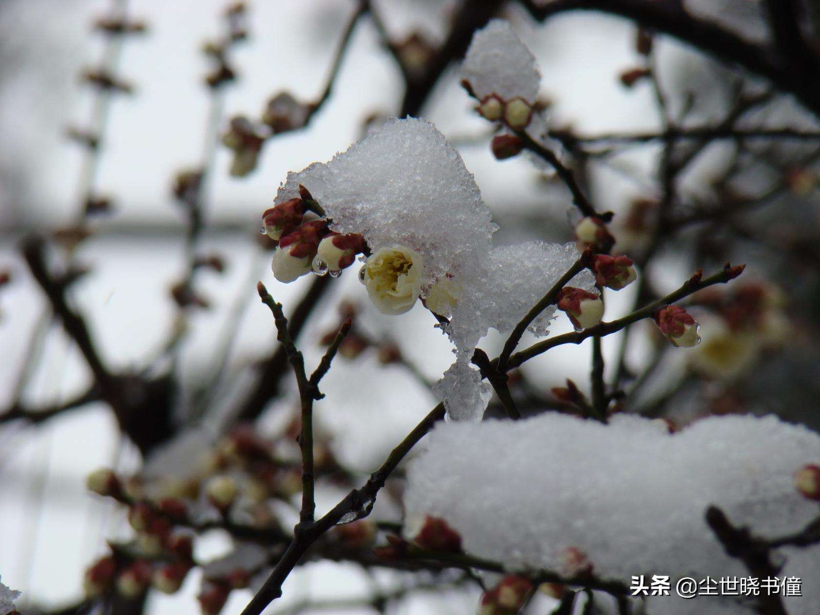 最经典十首梅花诗句唐代,高僧写梅花的诗