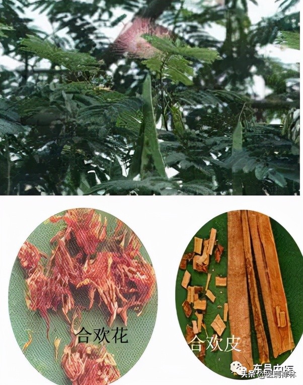 *欢合**，失眠的克星