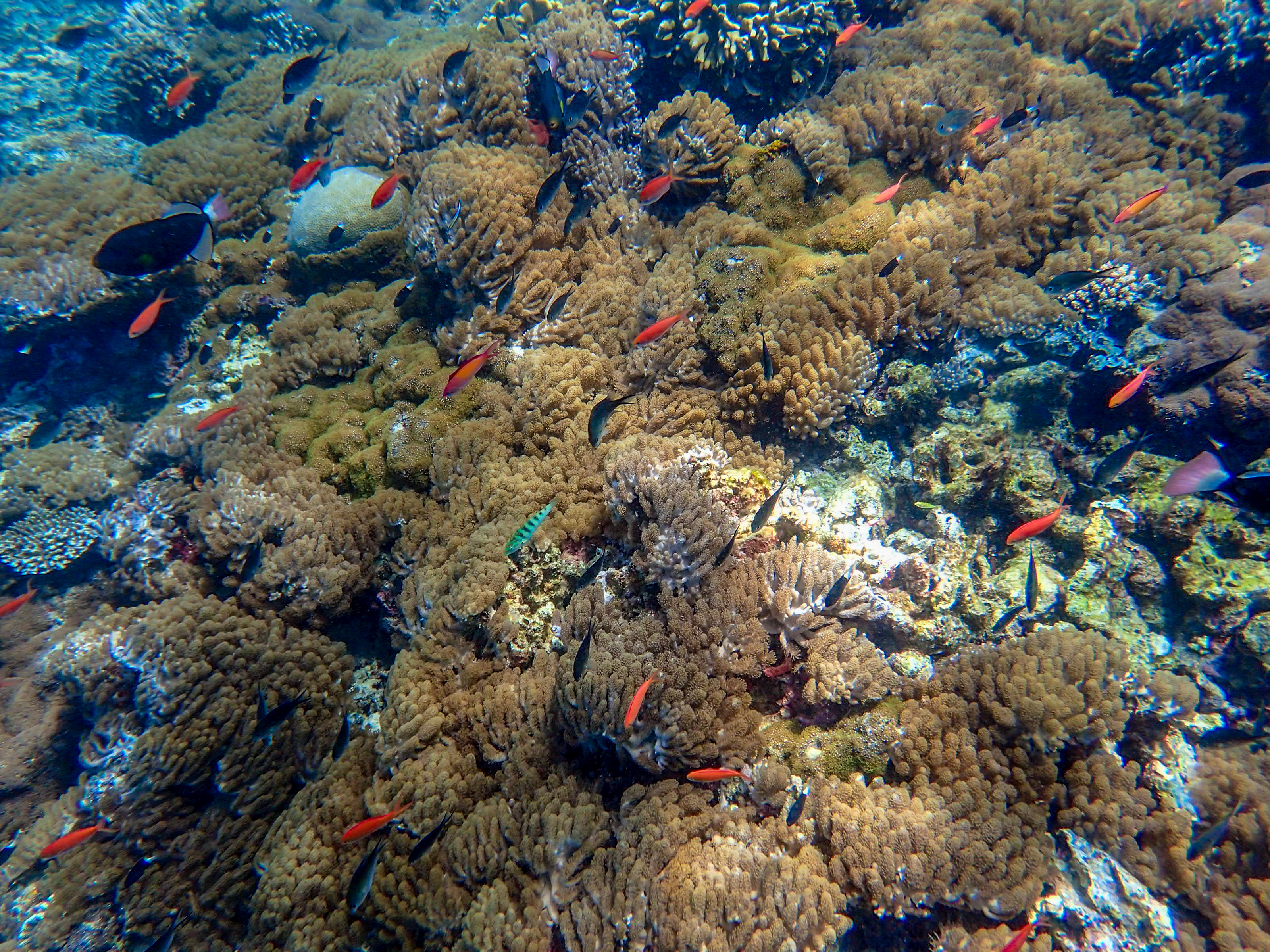 马来西亚仙本那海底,潜水马来西亚仙本那