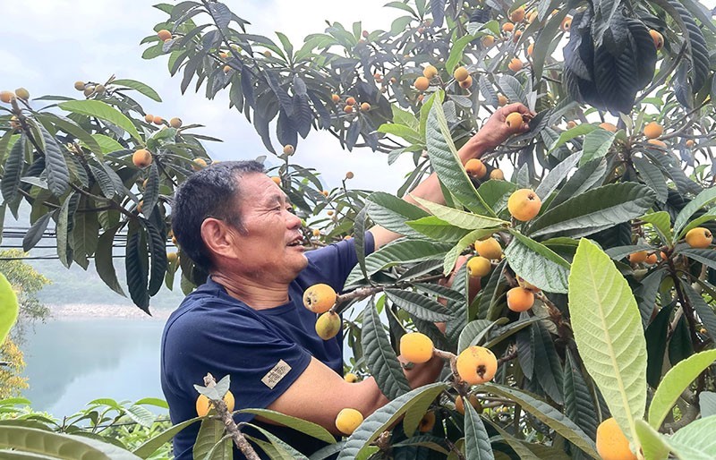 四川的高山枇杷是几月份采摘,屏山枇杷采摘园在哪里