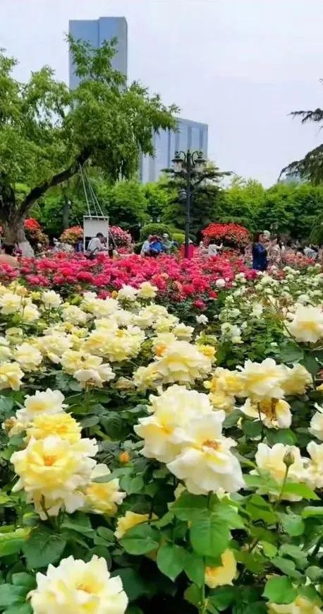 公园里的花真美啊图片,公园里的花真美啊的拼音