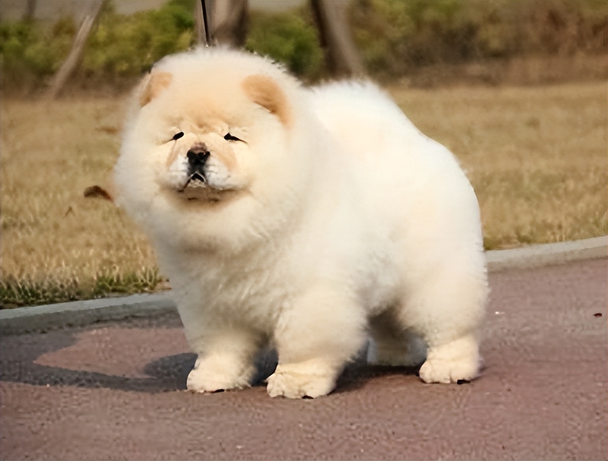 松狮犬有资格养它的人真的不多,松狮犬为什么不建议养