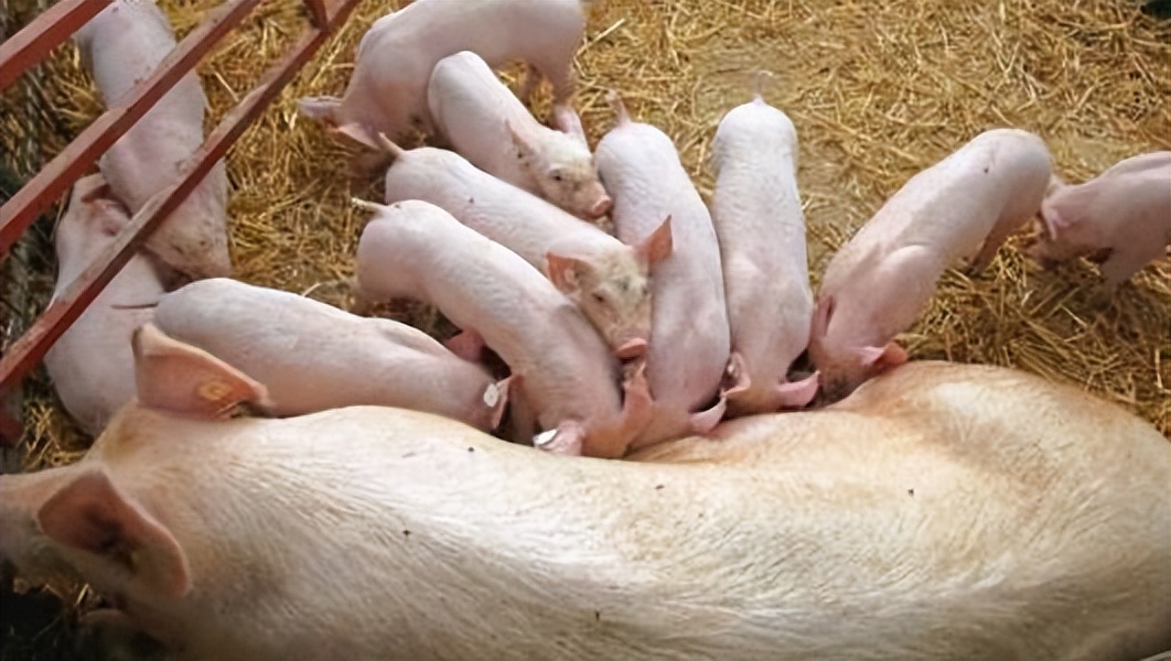 母猪从受孕到生产要打几针,母猪从出生到产小猪要多长时间