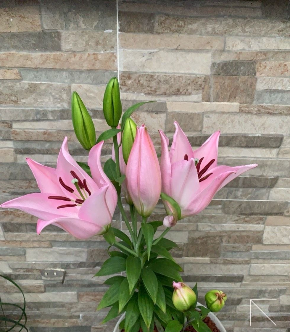 百合花买回来怎么养开花好看,自己养的盆栽百合花心意满满