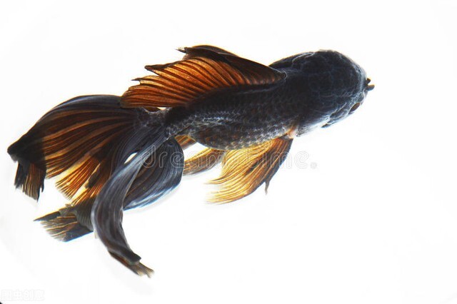 閲戦奔鐨勭绫讳竴鍏辨湁澶氬皯,灏忔矙閲戦奔绉嶇被