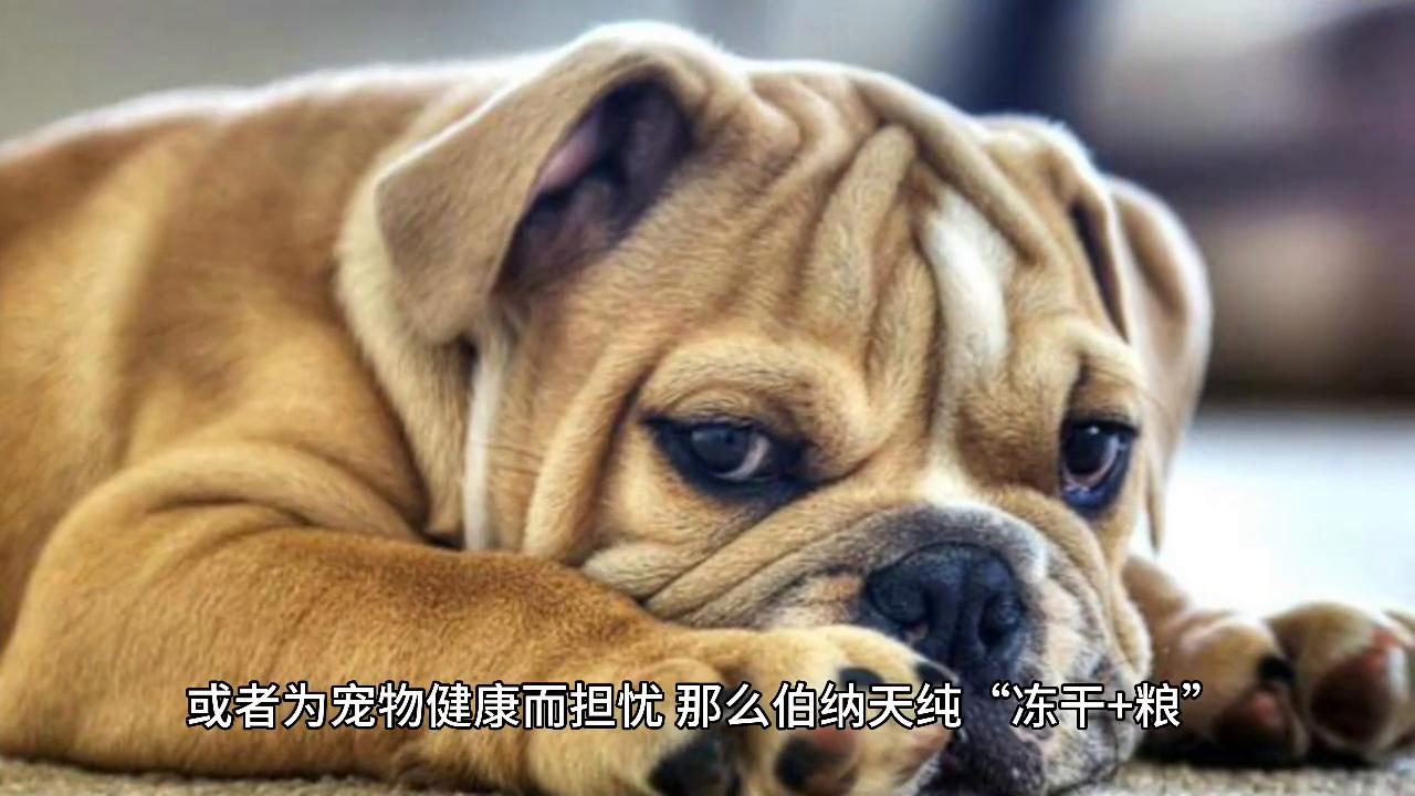 狗狗视频,狗狗可爱小视频