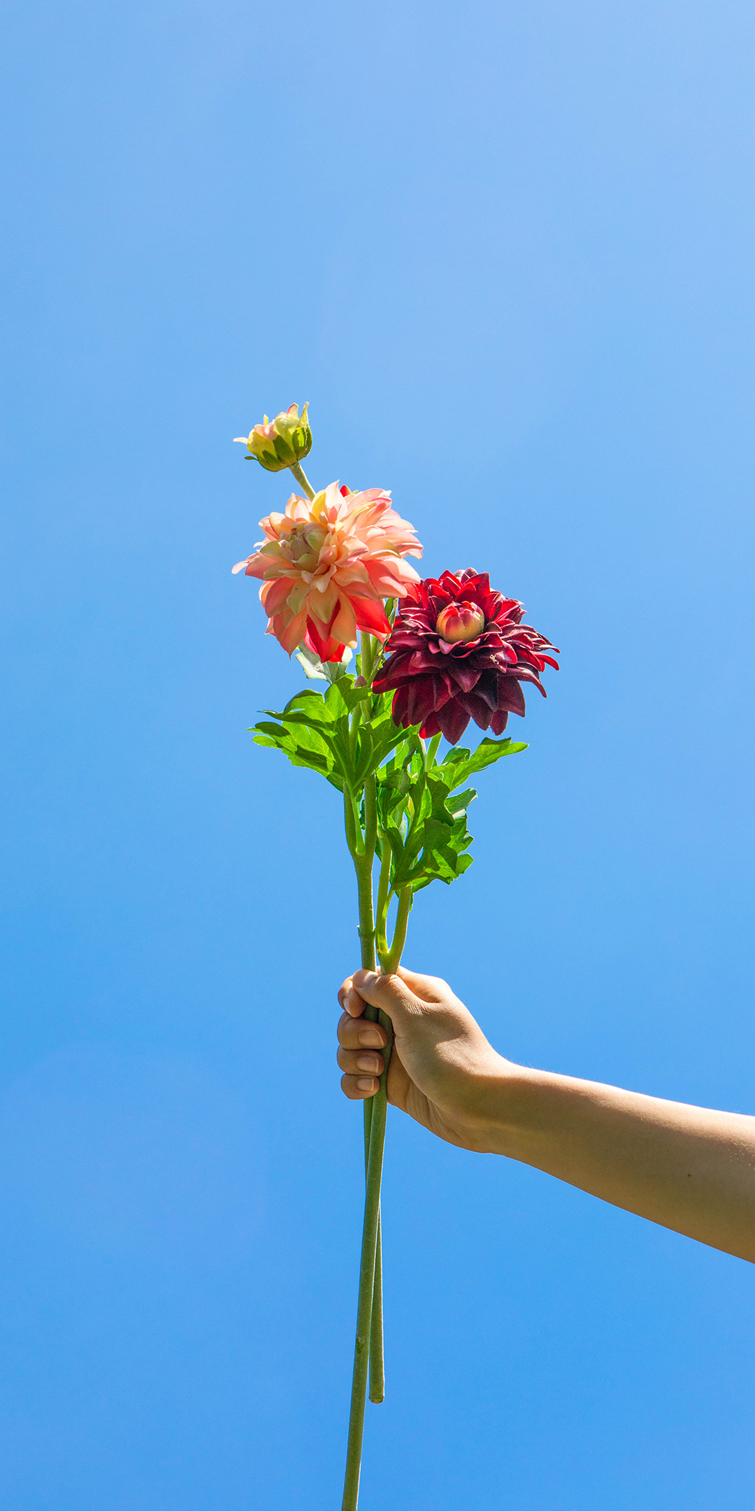 手机型号壁纸图片,169手机壁纸尺寸