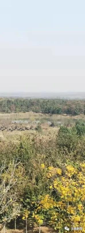 原来，在社交平台中，肥西的真实风景是这样的