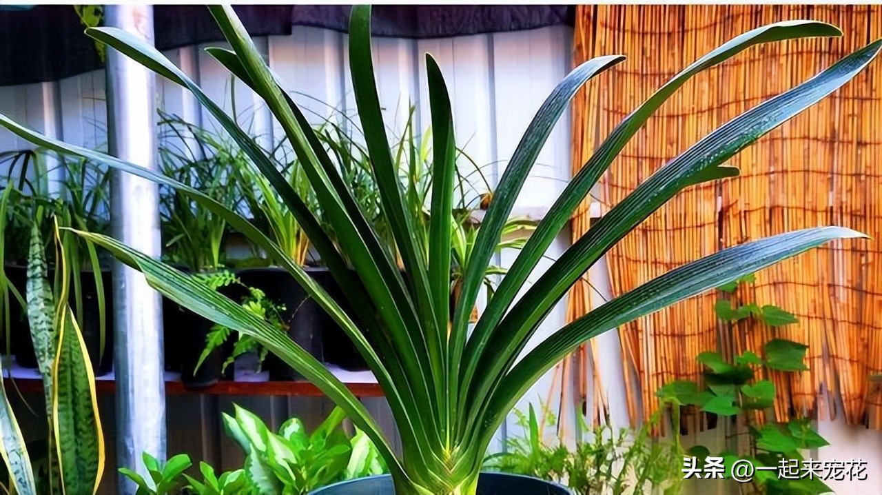 老花匠10年养花配方,老花匠浇花的正确方法