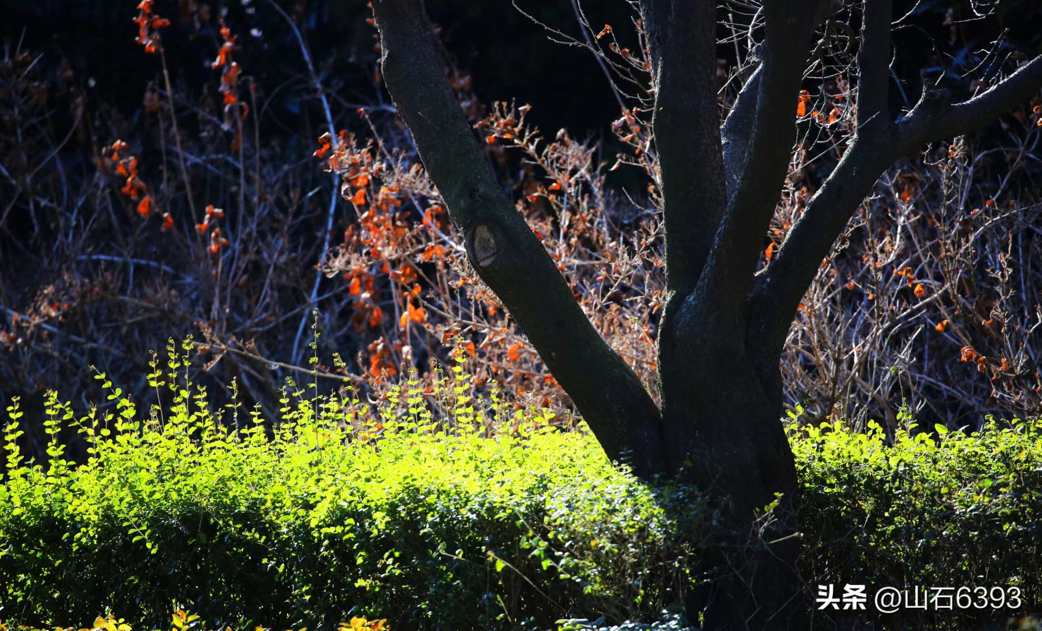 【战友美文】郭福成（天王福哥）：《*梦春**》（诗）