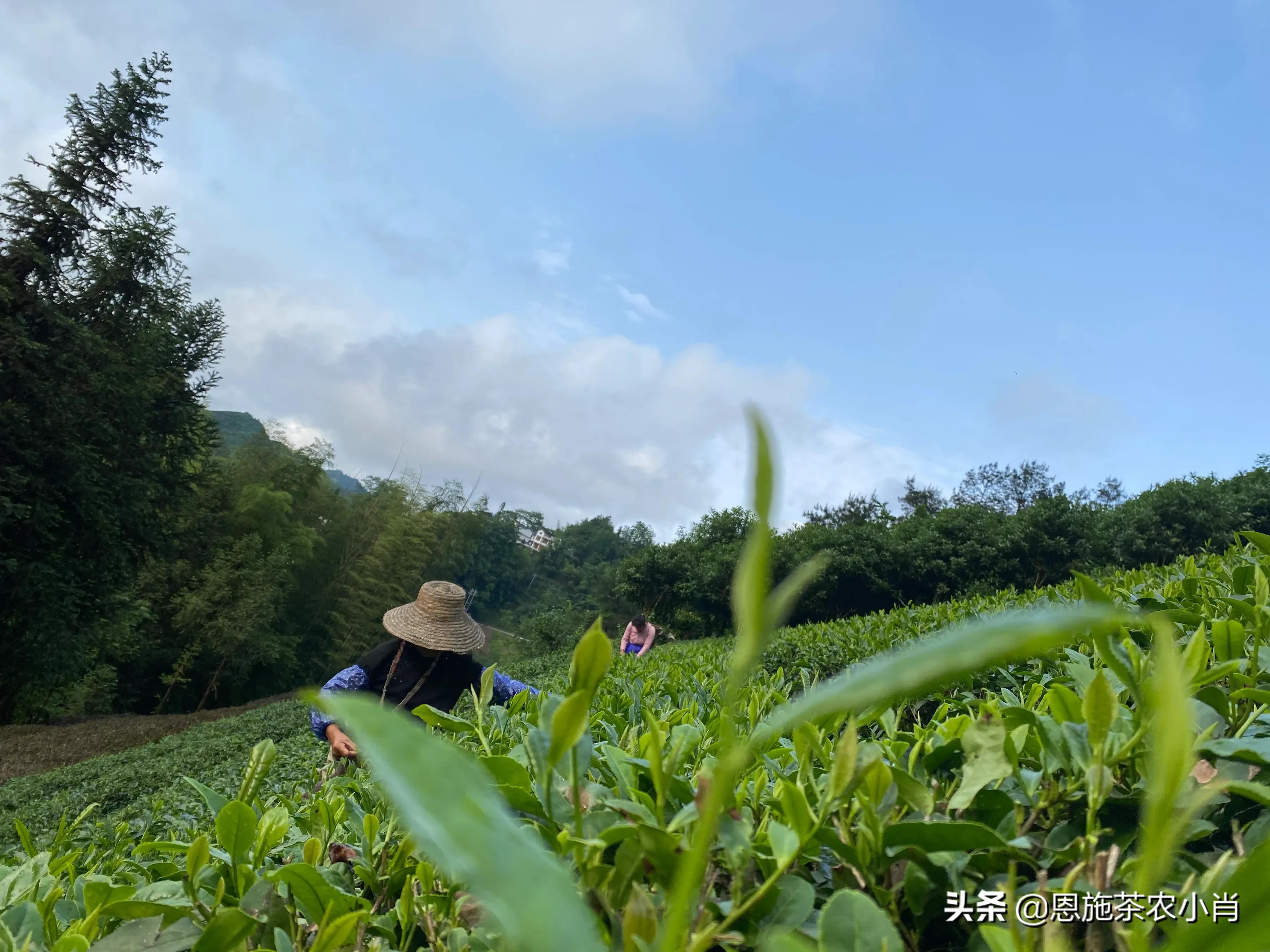 恩施硒茶好喝吗,永顺莓茶与恩施的藤茶有什么区别