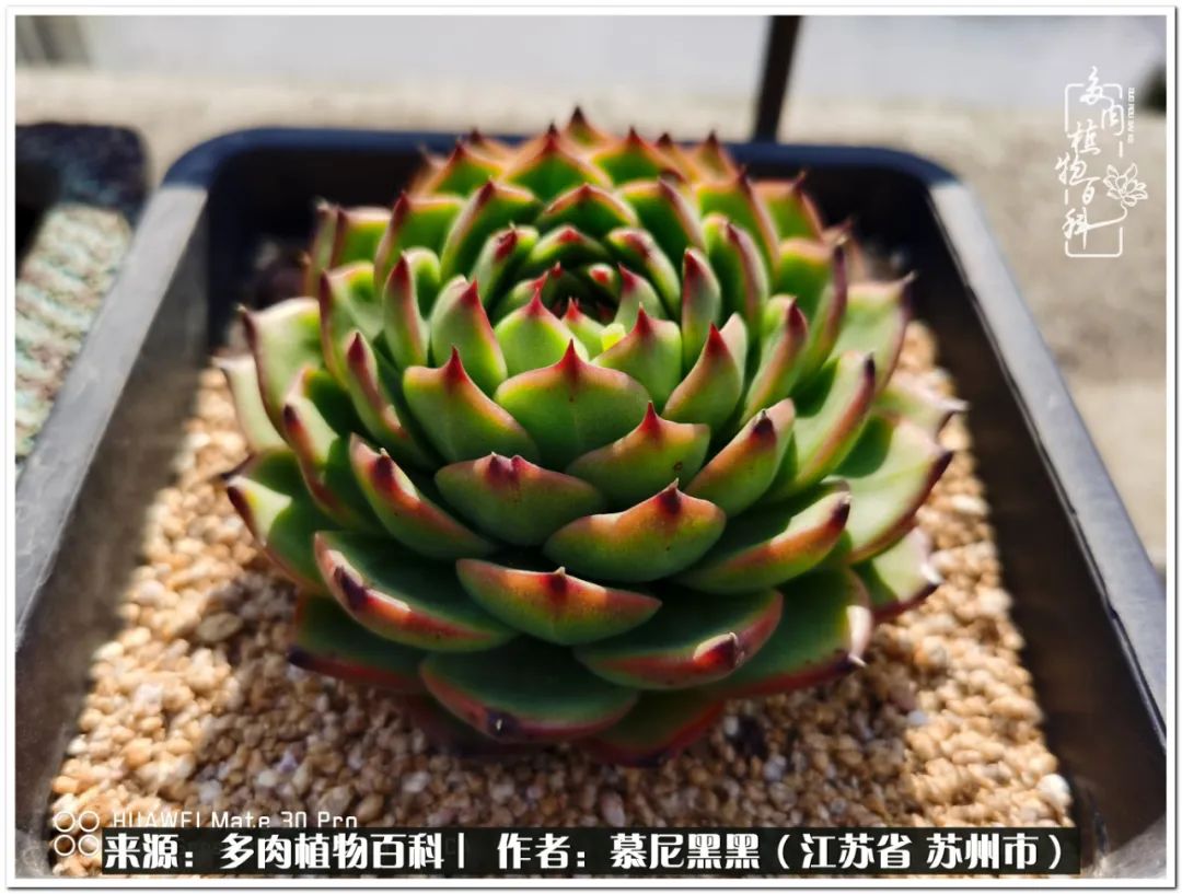 生活需要三分甜,生活需要一半禅意一半烟火