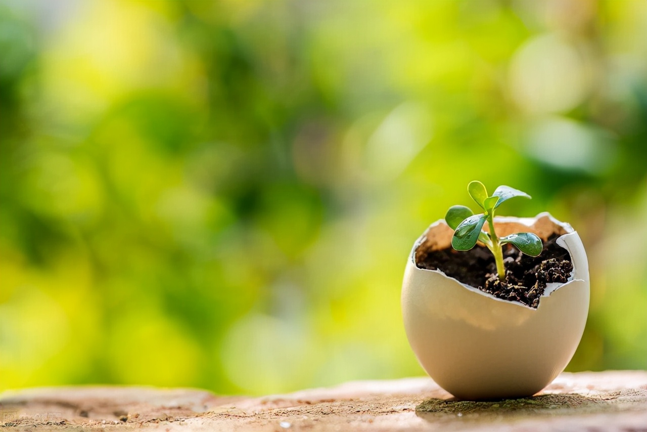 制作盆栽花肥的过程,家庭养花自制花肥集锦