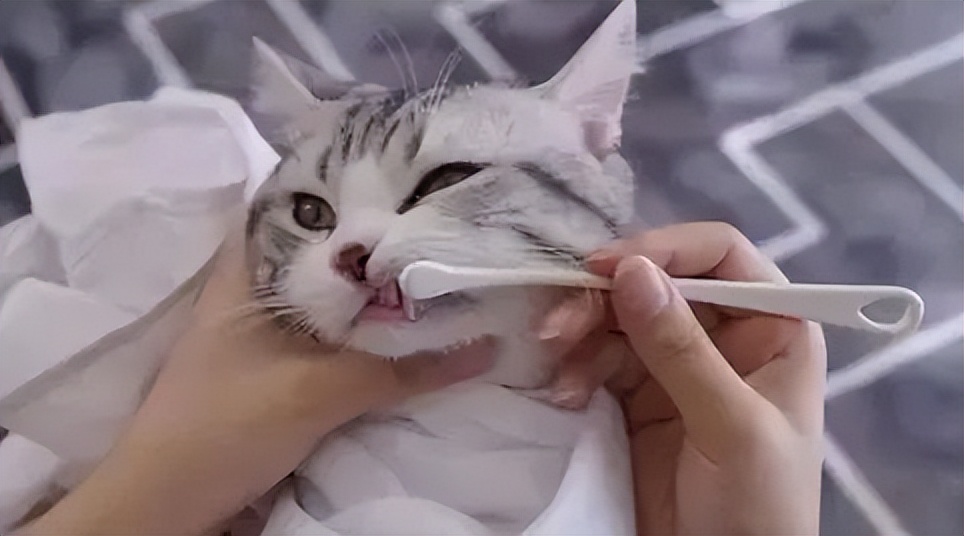 猫咪流口水口臭精神食欲都不好,猫咪流口水粘稠口臭用什么药