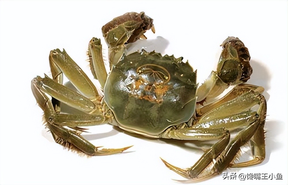 怎么挑螃蟹肥不肥图解,螃蟹怎么选肥蟹