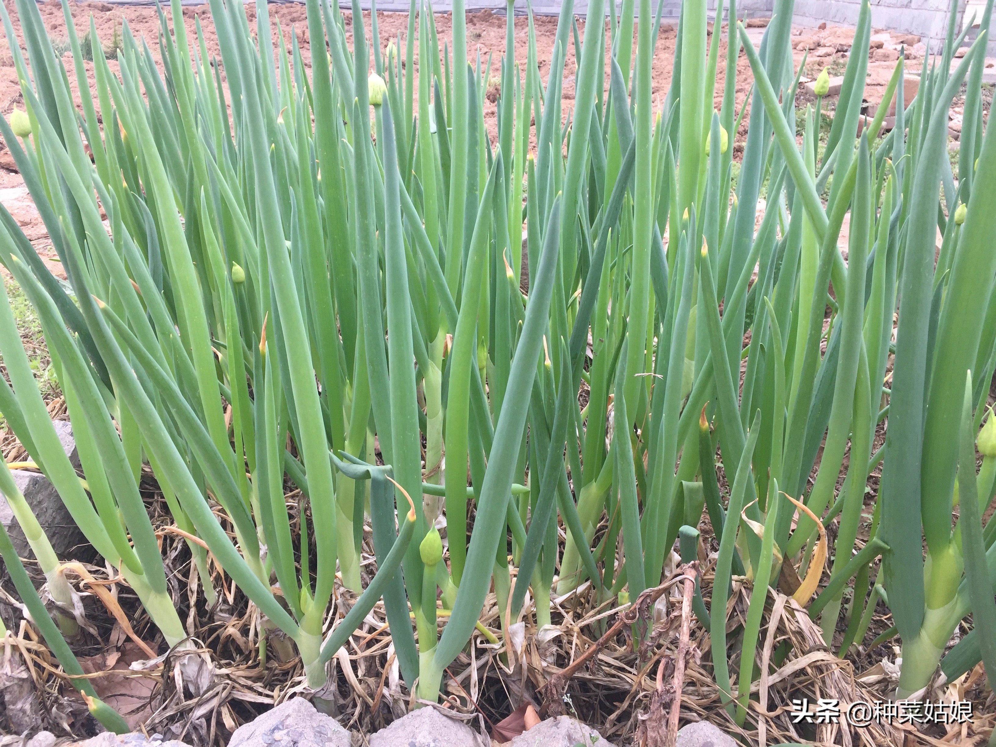 冻不死葱,冻不死的葱是啥意思