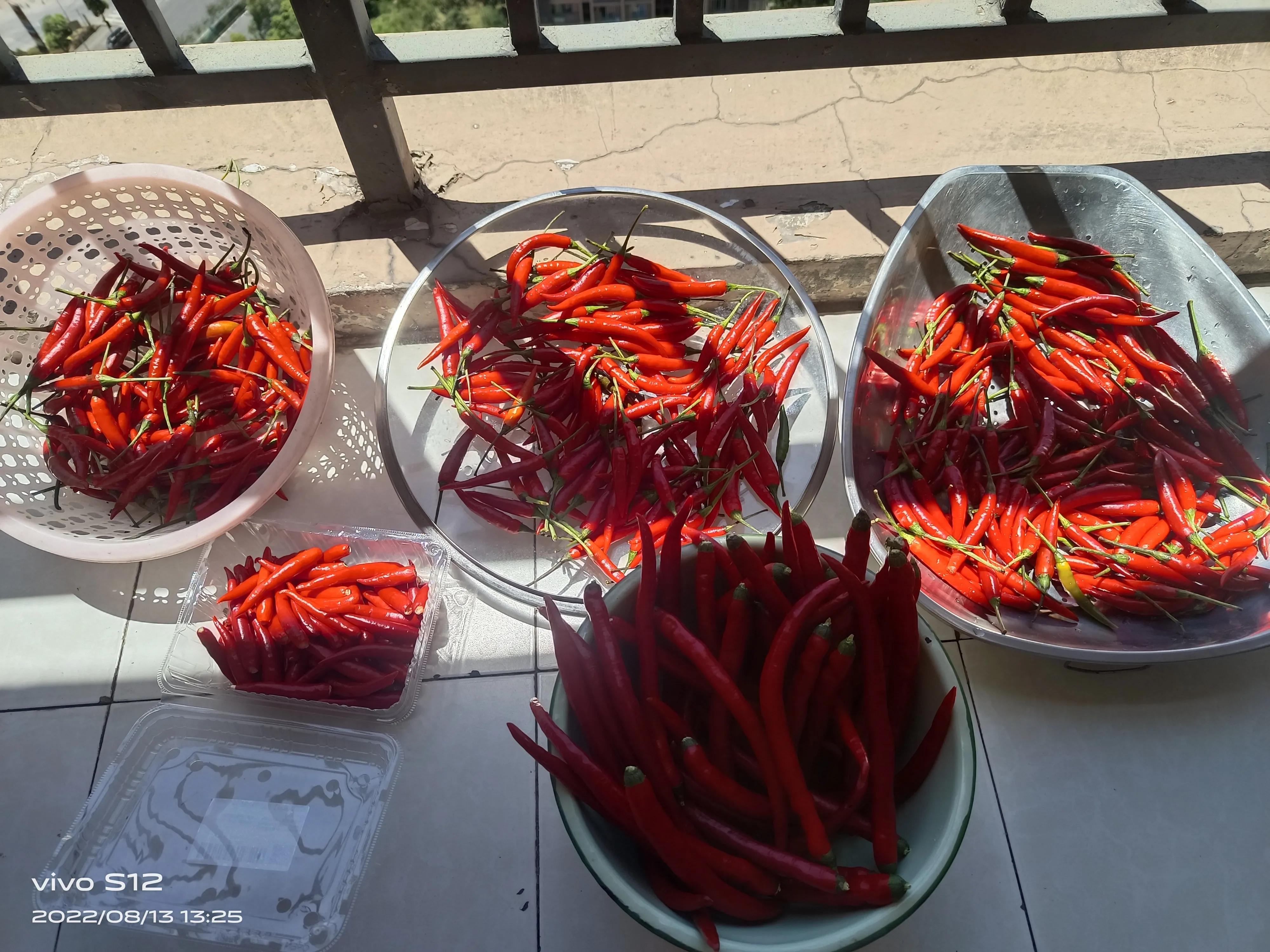 儿时记忆蓝瓶辣椒酱,儿时味道鱼块辣椒酱