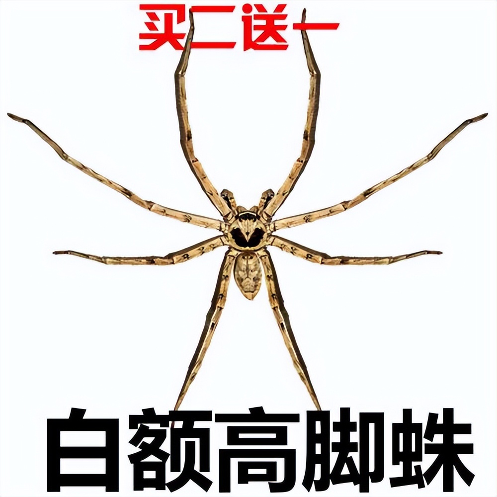 白额高脚蛛可以灭蟑螂吗,白额高脚蛛灭蟑螂靠谱吗