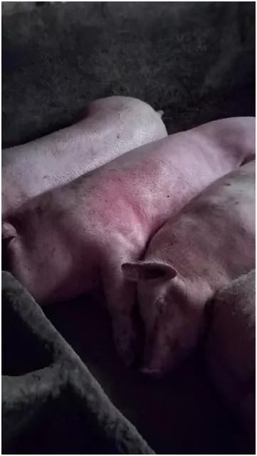 母猪手术后肿胀有硬块怎么办,母猪断奶后有硬块如何治疗