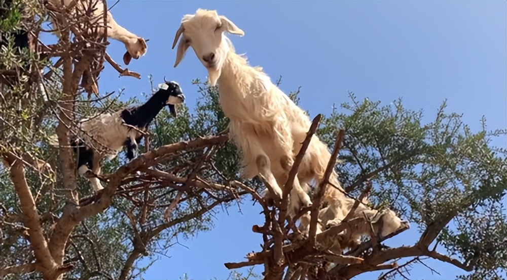 摩洛哥踢球干净吗,摩洛哥是怎样的一支球队