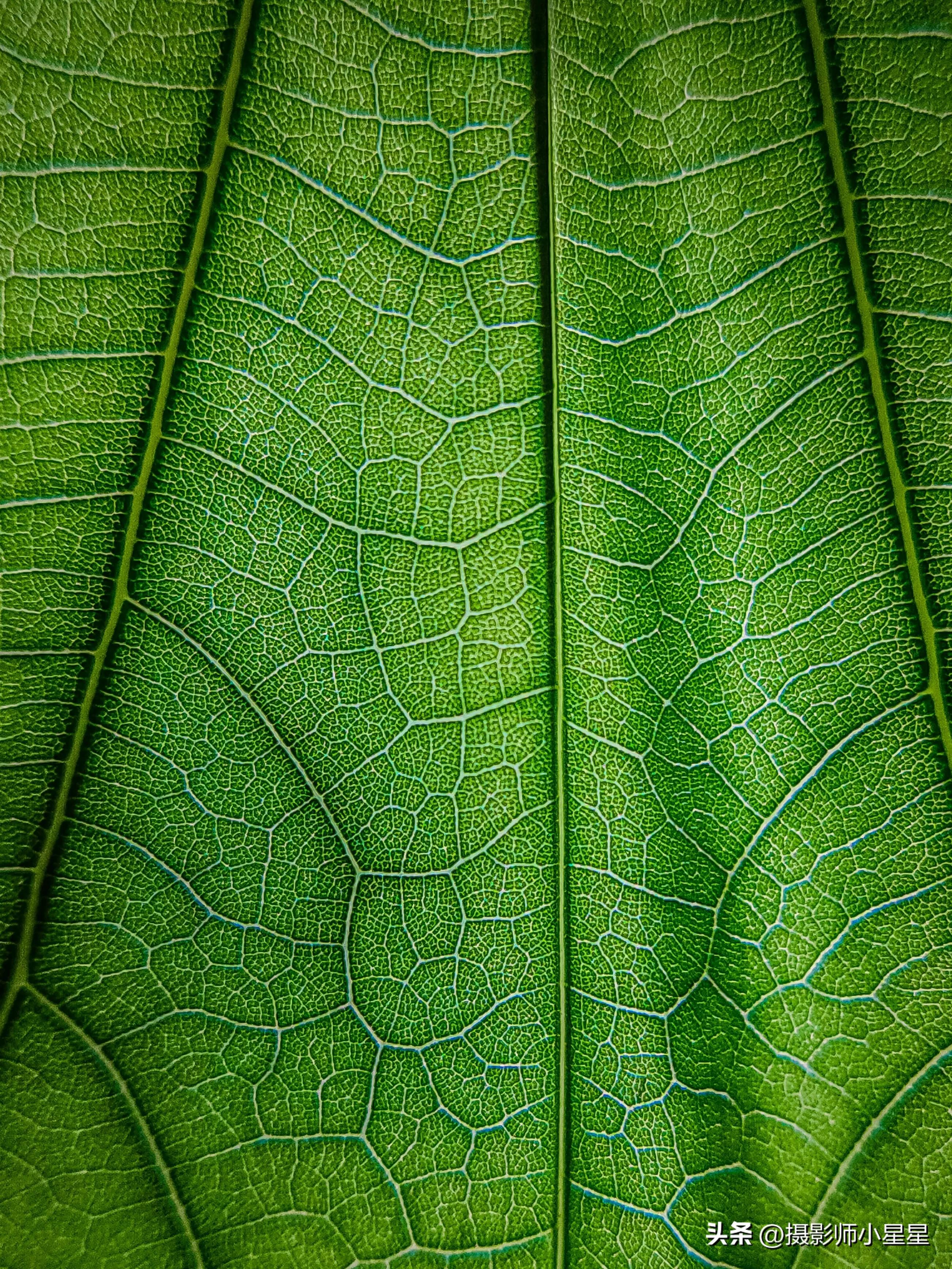 夏天绿色之美,夏天的绿色之美