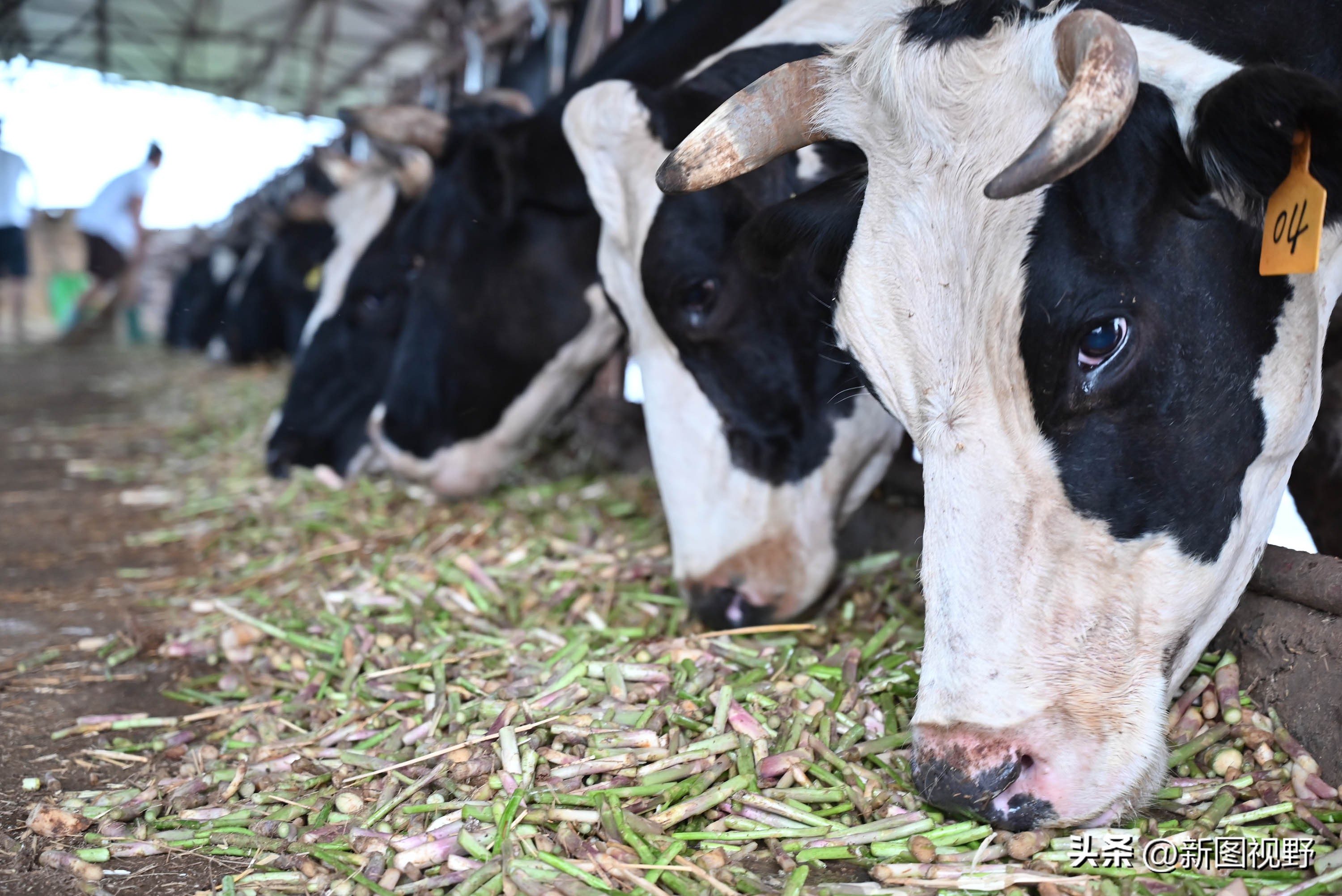 做牛生意怎样才能赚钱,做牛生意如何赚钱