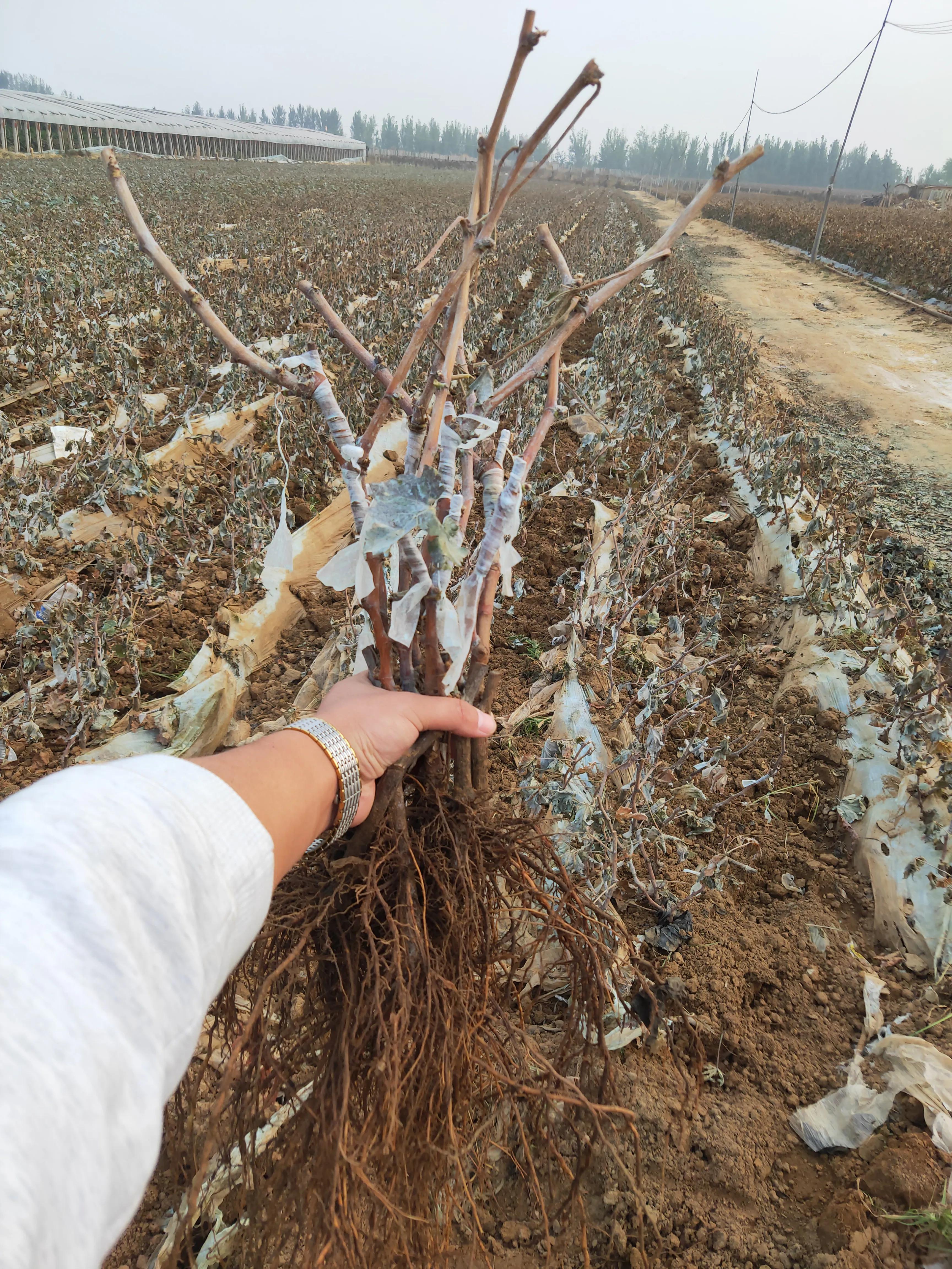 如何种葡萄苗才能提高存活率,葡萄苗发了芽存活率高吗