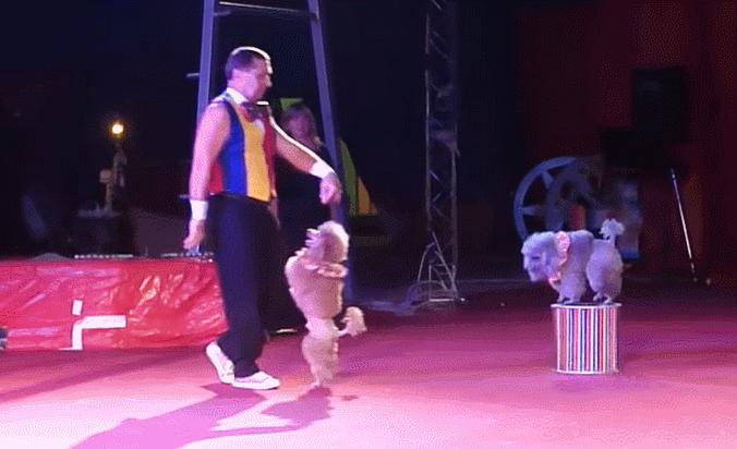 为什么别人的狗上过大学,我的狗只会吃喝睡?